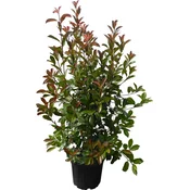 OBI Fotinija Red Robin višina pribl. 125–150 cm lonec pribl. 18 l Photinia