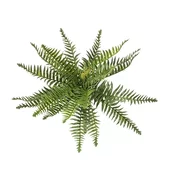 Gozdna praprot 35cm UV x20 - 25 do 50 cm