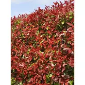 FOTINIJA, PHOTINIA X FRASERI RED ROBIN