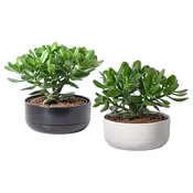 CRASSULA OVATA Biljka u saksiji sa saksijom, japansko drvo/odabrane boje, 22 cm