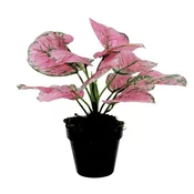 Dekordom Cvet u saksiji - monstera pink zd-241321r - 36cm - n55 ( 025081 )