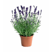 Ukrasna biljka Lavandula angustifolia