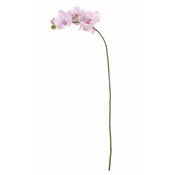 Shishi Roza orhideja 101 cm z majhnimi cvetovi