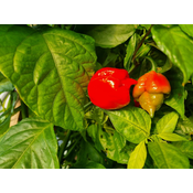 Trinidad Scorpion Butch T – Sjemenke chili papricica