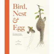 Bird, Nest & Egg