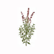Bosiljak caj (Ocimum basilicum), 100g