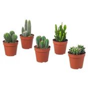 CACTACEAE Lončnica, različne vrste Kaktus, 12 cm