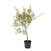 Olea Europaea Copa 1m