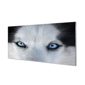 tulup.si Slika na akrilnem steklu Volk oči 120x60 cm 4 obešalnika