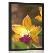 Plakat oranžna orhideja - 60x90 silver