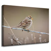 shumee Platno s sliko Živali Vrabec 40x30 cm
