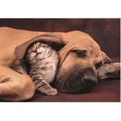 Clementoni Puzzle Cuddling 500 kosov