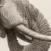 White Elephant - World Elephant Day (LP)