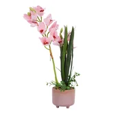 Homestar Orhideja Garden Queen H70cm svetlo roza