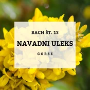 Bachove kapljice 13, Navadni uleks - Gorse, 10 ml