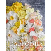 Narcissus
