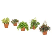 PEPEROMIA Lončnica, različne vrste, 12 cm