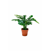 Umetna rastlina v loncu House Nordic Monstera