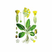 Jagorčevina - Jaglika (Primula officinalis), 100g