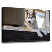 shumee Platno s tiskom Živali Husky pes 60x40 cm