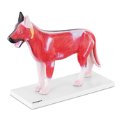 Model psa - Notranji organi