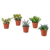 SUCCULENT Lončnica, različne vrste/sočnica, 9 cm