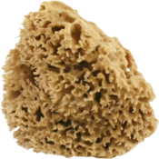 Honeycomb - prirodna spužva  - Srednje, 8-10 g