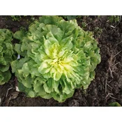 SOLATA ENDIVIJA DEČKOVA GLAVA BIG PACK 20gr