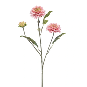 Dalija roza 60 x3 - roza - 50 do 75 cm
