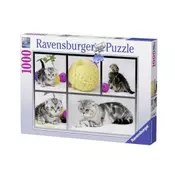 RAVENSBURGER puzzle - znatiželjni macici RA19545
