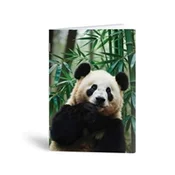 Rucksack Only	 - Beležka A6 Rucksack Only, Panda, 40 listov