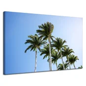 shumee Platno s tiskom Naravne palme 120x80 cm