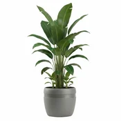 shumee Luna klasični antracitni cvetlični lonček 32,8 cm