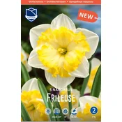Čebulice narcisa Frileuse, 5 kosov