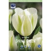 Čebulice tulipan Spring green, 10 kosov