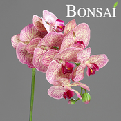 Orhideja veja 72 cm pisana roza barva (nature edition) - 50 do 75 cm