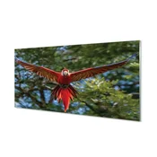 tulup.si Slika na akrilnem steklu Ara papiga 140x70 cm 4 obešalnika