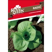 SEME ROYAL SEEDS 216 Radič A grumolo bionda