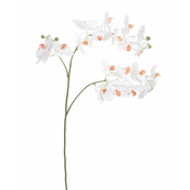 Shishi Orhideja (Phalaenopsis) bela, 87 cm