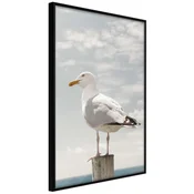 Poster - Curious Seagull 20x30