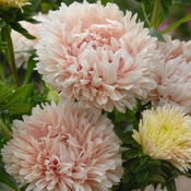 Flora Ekspres Seme cveća, Aster kraljevski-Callistephus (aster) chinensis king size apricot