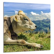shumee STEKLENA PLOŠČA ZA KUHINJO 60x65 Cow