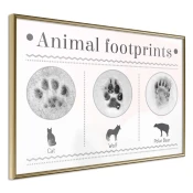 Poster - How to Recognize an Animal 45x30