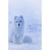 Arctic Fox: The Arctic Fox Has a Round Body Shape, Short Nose and Legs, and Short, Fluffy Ears