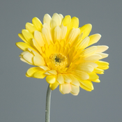 Gerbera rumena 56 cm