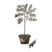 Venture Design Poster Olive 30x40 cm Zelena
