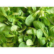 PLANTA MOTOVILEC VERTE DE CAMBRAI