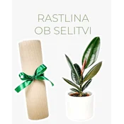 Rastlina ob selitvi (Ficus elastica ‘Abidjan’)