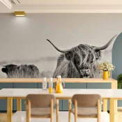 Foto tapeta - Highland Cattle 500x350 Vodootporna