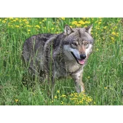 RAVENSBURGER Fearless Wolf Puzzle 1000 kosov
